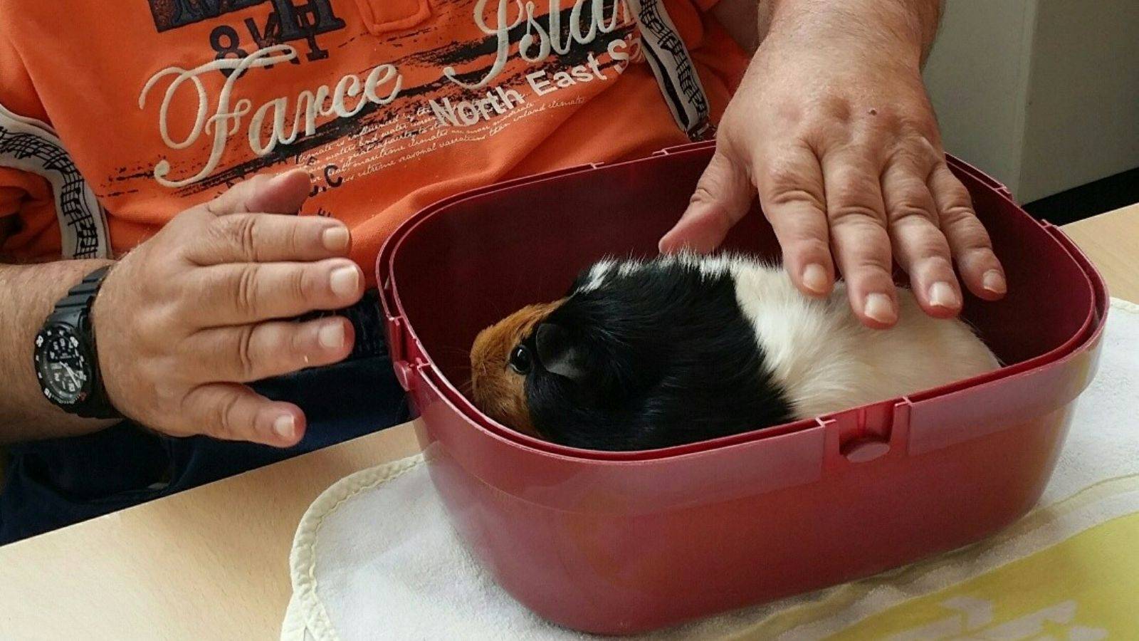 Cavia aaien in DVO 't Hof in Zwammerdam